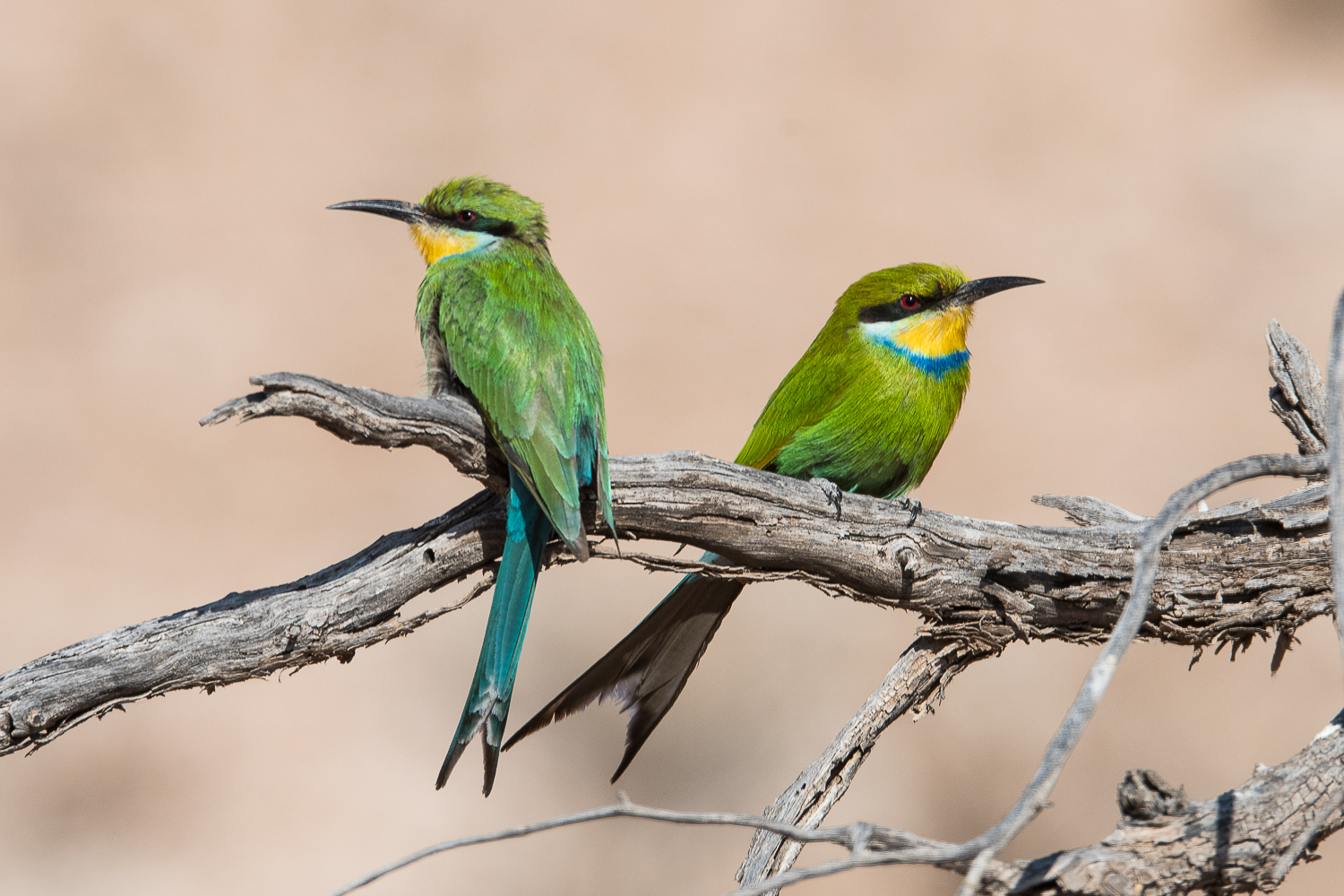 Guêpiers à queue d'aronde (Swallow-tailed Bee-eater, Merops hirondineus), couple adulte, Etosha National Park, Namibie. et Kgalagadi Transfrontier Park, Kalahari, Afrique du sud. 